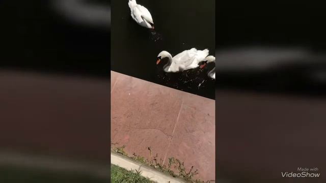 Гуляем по Астрахани... смотреть онлайн