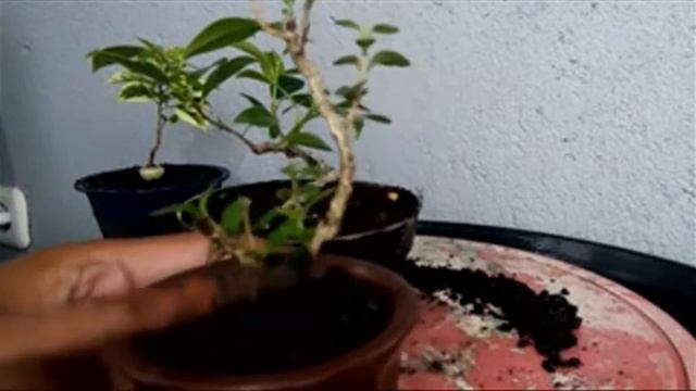 Cara Mudah Perawatan Micro, Shito & Mame Bonsai смотреть онлайн
