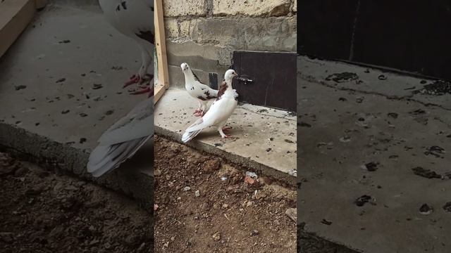 голуби , Отец и дочь.. смотреть онлайн