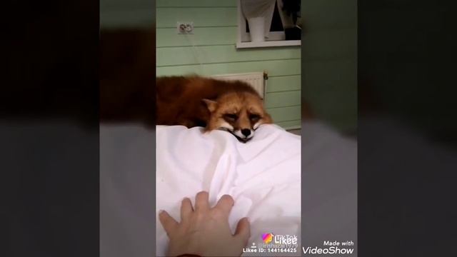 Лиса играет. смотреть онлайн