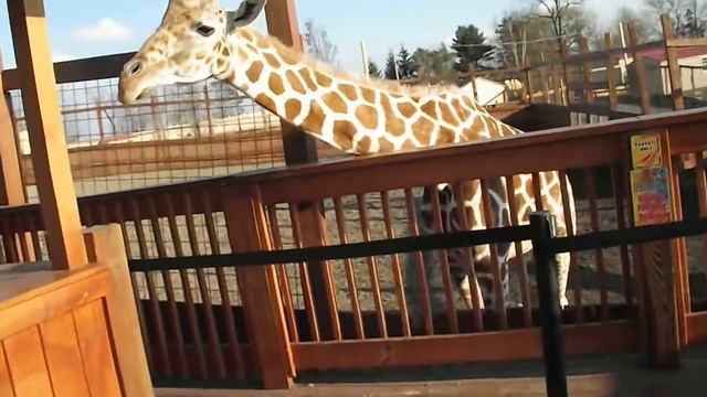 Ethan feeding April from the stroller at Animal Adventure Park "Jungle Bells" event 2017 смотреть онлайн