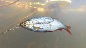 Ловля щуки на мертвую рыбку в сентябре (щука на снасточку)