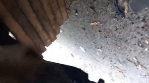 Разборка левого привода для замены пыльника Пежо Боксер 3