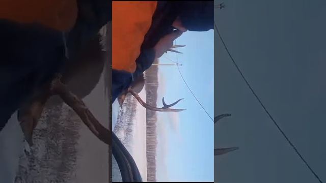 ###олень пришёл в деревню смотреть онлайн