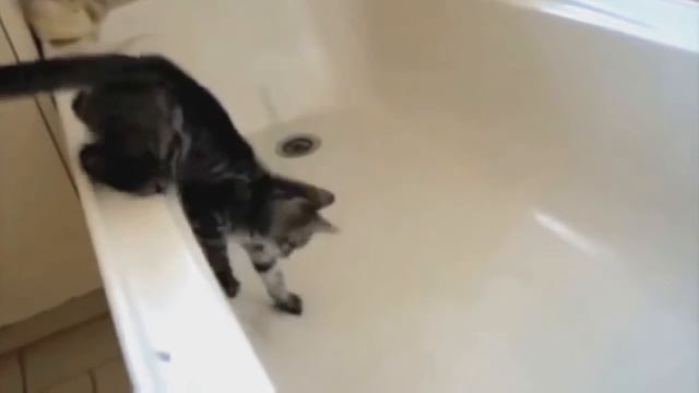 ПРИКОЛЫ НАД ЖИВОТНЫМИ|Приколист TV#Сборка #4