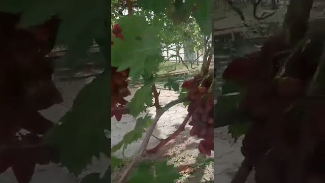 Дубовский розовый. смотреть онлайн