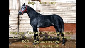 Резвейшие орловские рысаки 2012 года.