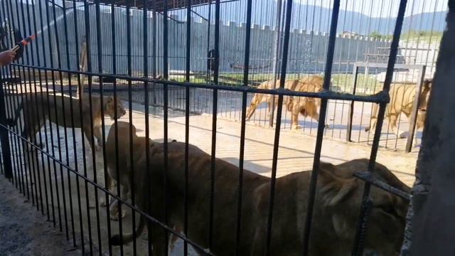 Девочки. Водные процедуры в сафари парке. Восторг Симы. Охота Сары. Май 2021 смотреть онлайн