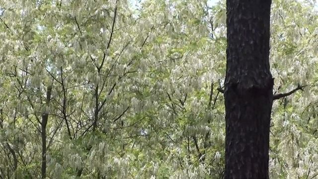 Лесная акация - королева медоносов. смотреть онлайн