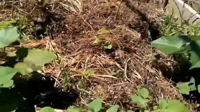 Помидоры в теплице (навес), огурцы, киви, мандарин, батат. смотреть онлайн