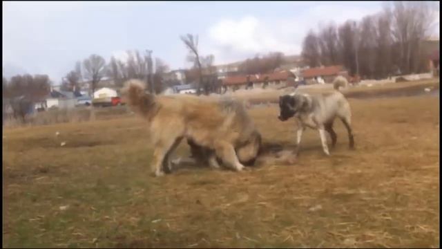 Kangal vs 2 Caucasian Ovcharka Here is The Proof Who is the Best? смотреть онлайн