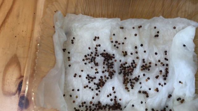 Как вырастить МИКРОЗЕЛЕНЬ - СУПЕР СПОСОБ! / Выращивание Микрозелени БЕЗ ЗЕМЛИ. смотреть онлайн