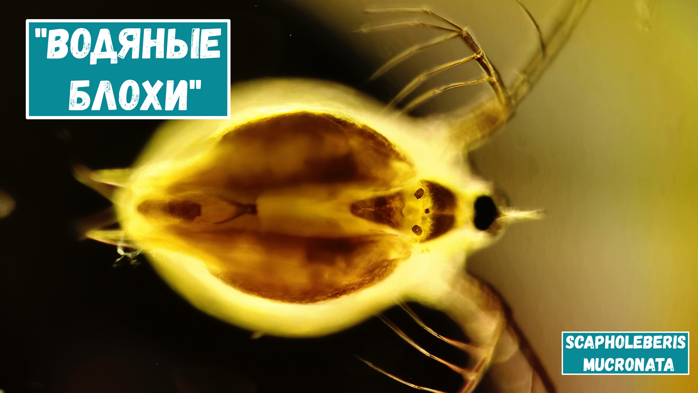 Что можно увидеть в капле воды из городского пруда?
Часть 1. смотреть онлайн