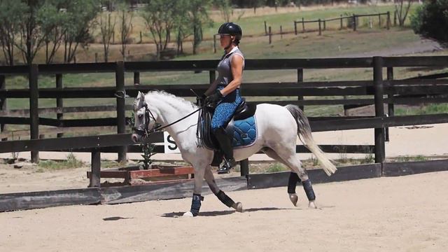 TIGGER - For Sale - DREAM PONY - the ultimate versatile little performance pony! The perfect pony! смотреть онлайн