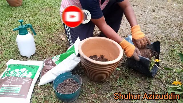 How to Transplant Beautifull Gardenia Carinata in Pot quick drip irigation พุดน้ำบุษย์ไม้ดอกหอมมาก смотреть онлайн
