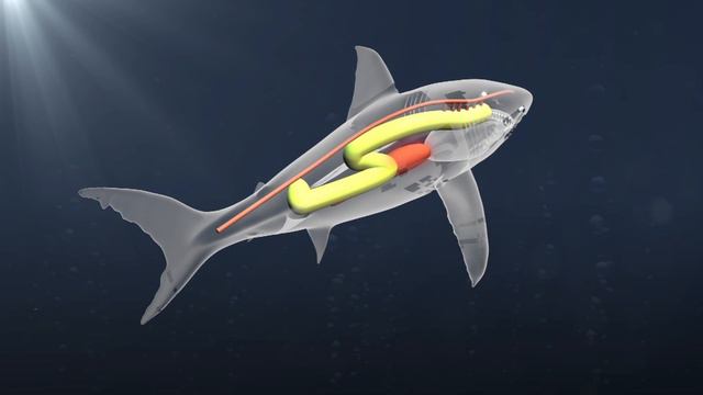 Killer whales hunt great white sharks in South Africa смотреть онлайн