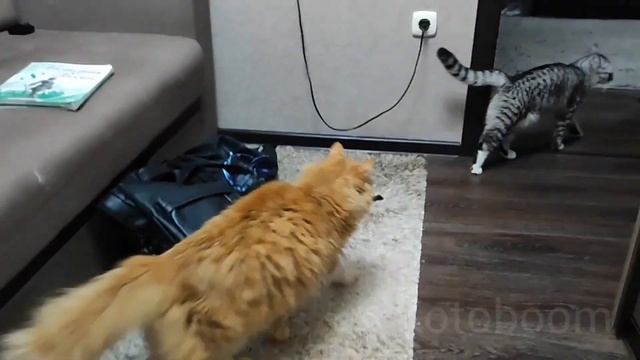 КОТ НАПАЛ НА КОШКУ, драка котов до клочьев смотреть онлайн