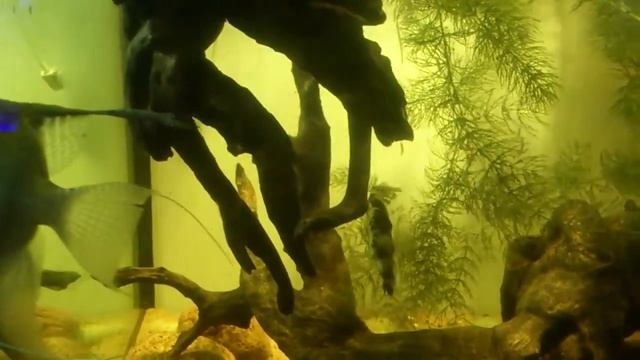 Скалярия обыкновенная. смотреть онлайн