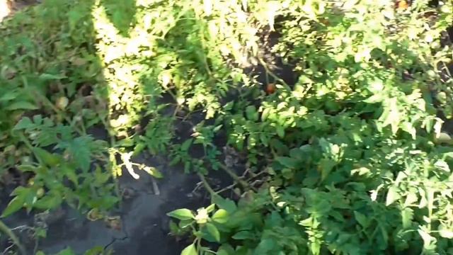 31 июля на даче смотреть онлайн