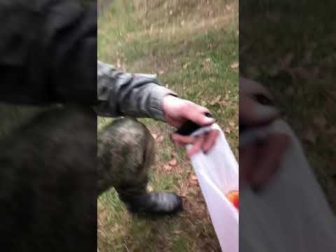 Набрал вкусных грибочков и съел их смотреть онлайн