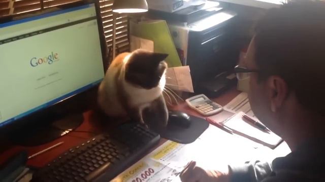 Кот охраняет компьютерную мышку смотреть онлайн