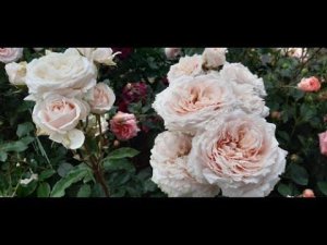 Розы после дождя. Что происходит с поврежденными розами.