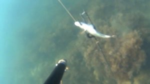 Подводная охота в Черном море.