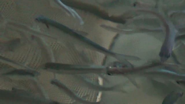 Учебное видео: разведение сиговых рыб. 10. Подрощенный сиг в ванной с круговой циркуляцией воды смотреть онлайн