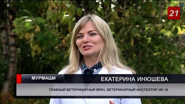 Ветеринары УФСИН рассказали о работе со служебными собаками смотреть онлайн