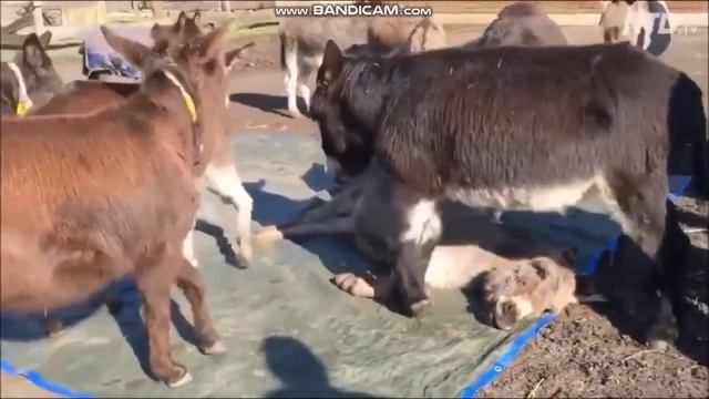 У животных есть сочувствие: Ослики обнаружили, что их соплеменник мёртв смотреть онлайн