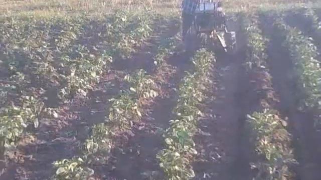окучивание картохи смотреть онлайн