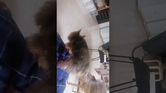 #виделивидео Сёмик КУРЫ! 😹😹😹 ГАВ ГАВ ГАВ смотреть онлайн