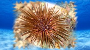 Подводный мир. Морской ёж.