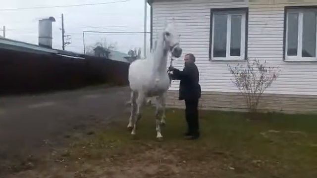 Horse for sale (Орловская рысистая Карамель) смотреть онлайн