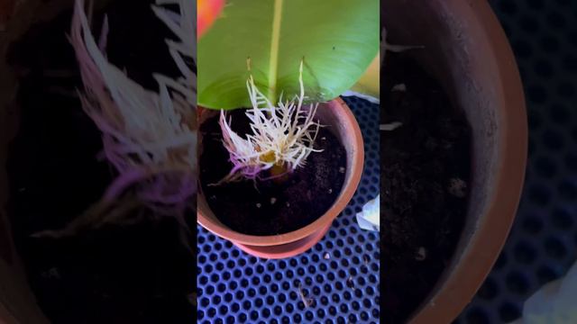 Черенкование и посадка фикуса. Сохраняя, чтобы не потерять 🌿 #фикус #фикусбенджамина #черенкование смотреть онлайн