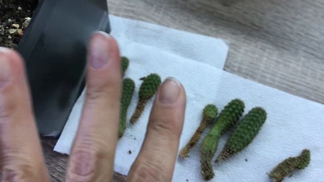 Кактус подгнил во время зимовки. Что делать? смотреть онлайн