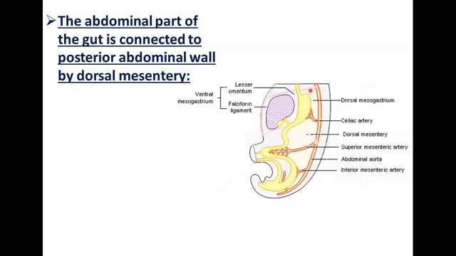 Introduction to Development of GUT Tube - Dr. Ahmed Farid смотреть онлайн