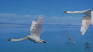 БЕЛЫЕ КРЫЛЬЯ _ ВАЛЕРИЙ ОБОДЗИНСКИЙ