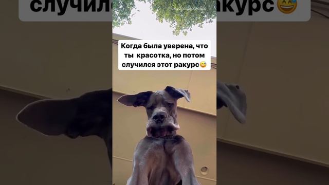 #meme #memes смотреть онлайн