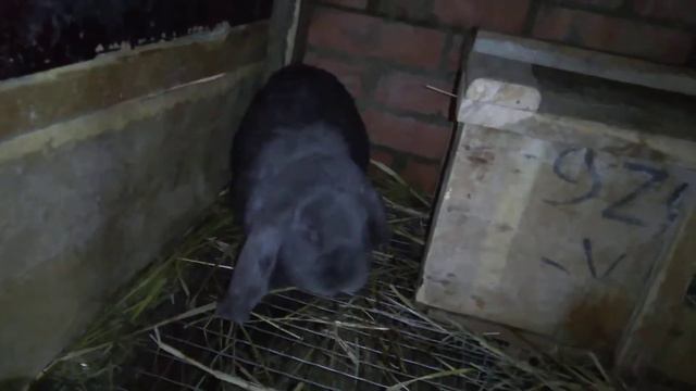 что нового за неделю / как поживают мои куры, утки, кролики и козы смотреть онлайн