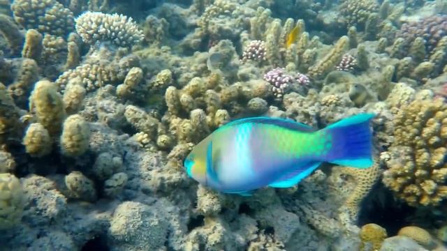 необычные обитатели морских глубин смотреть онлайн