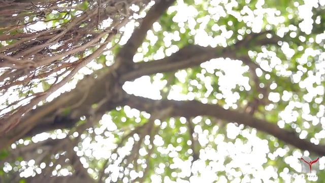 Surya Kriya | Activating the Sun within | Short Film смотреть онлайн