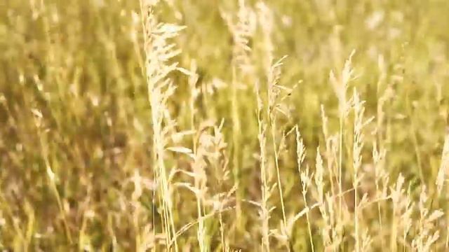 beautiful oriental music/крассивая восточная музыка смотреть онлайн