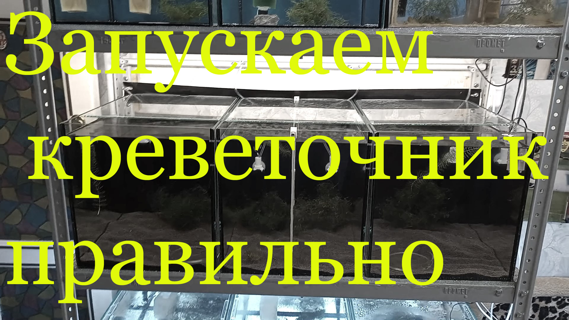 Как я запускал креветочник на стойке для каридин и неокаридин от А до Я. смотреть онлайн