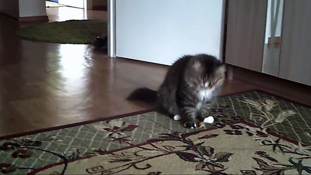 Мой кото-пес!))) Минутка смеха))) смотреть онлайн