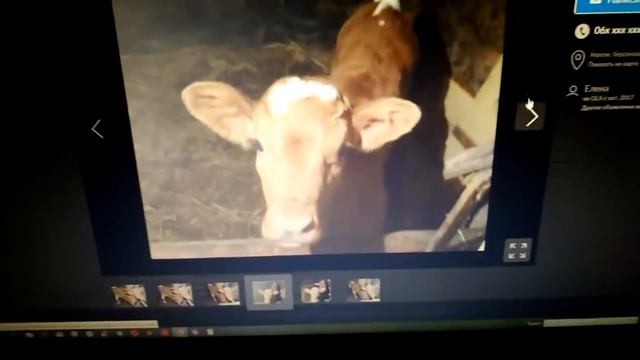 Как выбрать телочку на корову // Мой опыт смотреть онлайн