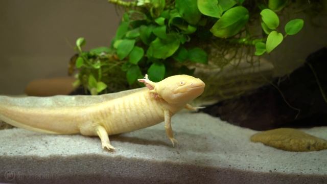 Утиное движение — геймерская секта или общество будущего? смотреть онлайн