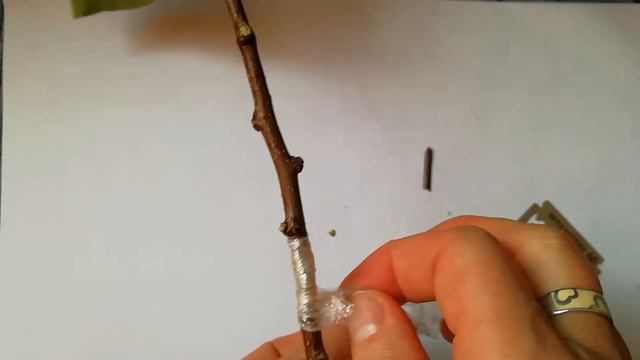 ЭТИМ СПОСОБОМ ВСЕ ОКУЛИРОВКИ (ПРИВИВКА ПОЧКОЙ)ПРИЖИЛИСЬ.РОЗЫ, ЧЕРЕШНЯ, ЯБЛОНЯ, СЛИВА, АБРИКОС, ГРУШ смотреть онлайн