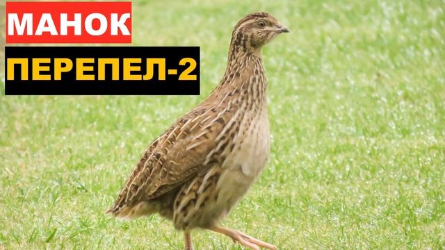 ?ГОЛОС (МАНОК) ПЕРЕПЕЛ 2 смотреть онлайн