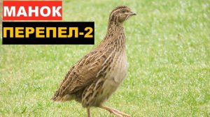 ?ГОЛОС (МАНОК) ПЕРЕПЕЛ 2